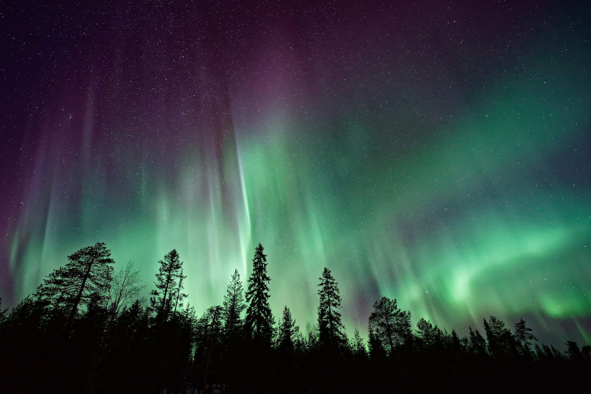 Forêt boréale sous une aurore boréale, la nuit, au Lac-Saint-Jean